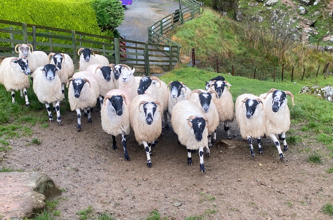 Un troupeau de moutons sur un pâturage vert.
