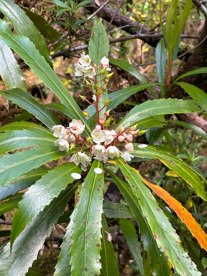 Gros plan de fleurs blanches avec des feuilles vertes.