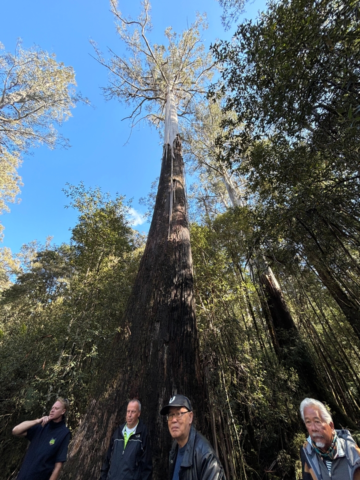 Vue d'un grand arbre dans une forêt.