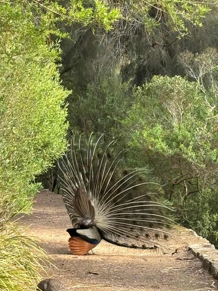 Créature à plumes avec un plumage déployé dans une forêt