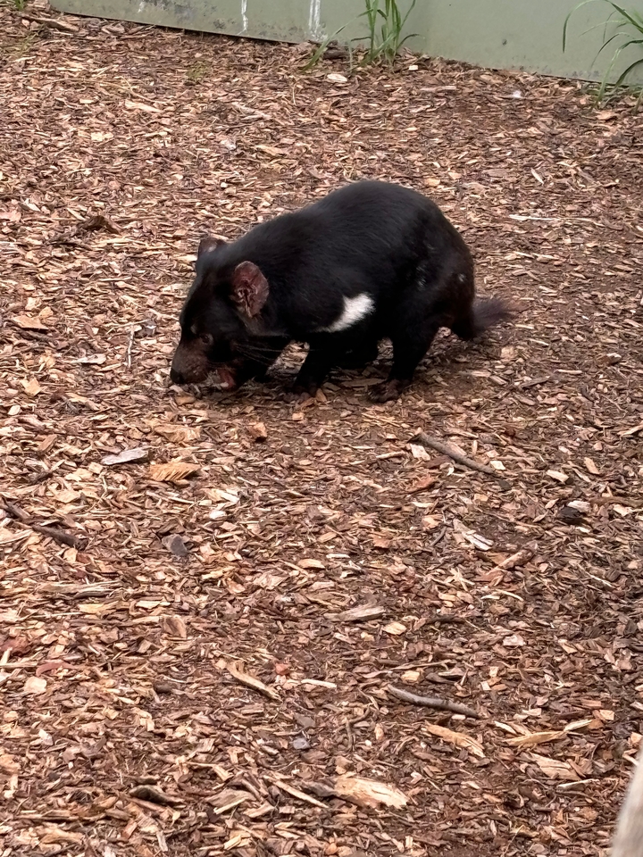 Diable de Tasmanie marchant sur un sol couvert de feuilles