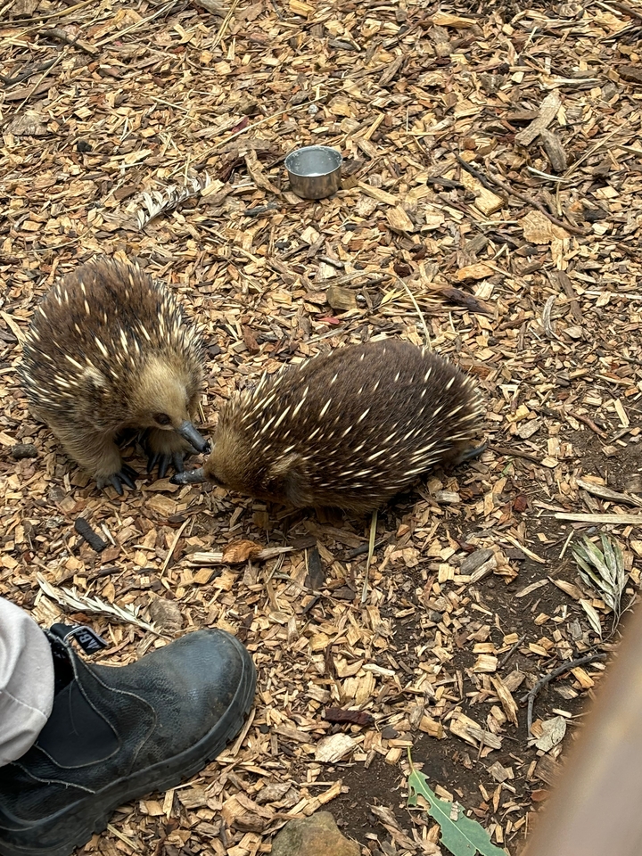Deux échidnés sur un lit de copeaux de bois.