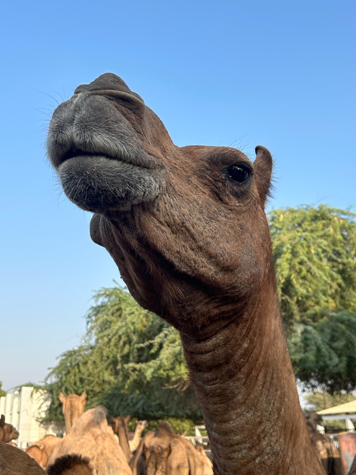 Gros plan du visage d'un chameau avec un ciel bleu et des arbres en arrière-plan.