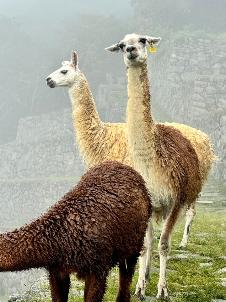 Lamas, die bei nebligem Wetter auf alten Steinterrassen stehen.
