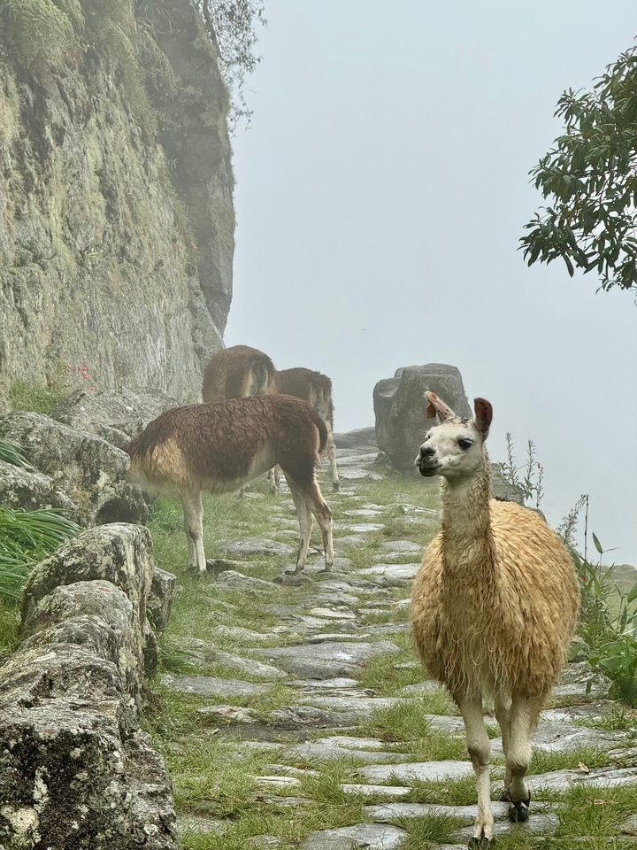 Lamas wandeln entlang eines nebligen Bergpfades.