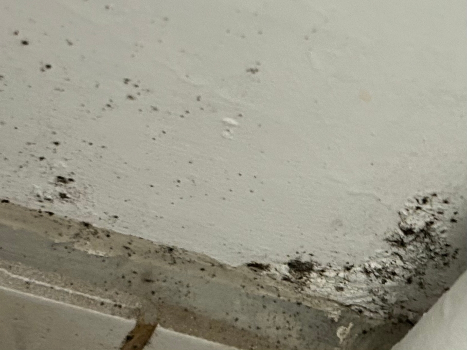 Close-up of a damp, mold-covered interior wall corner.