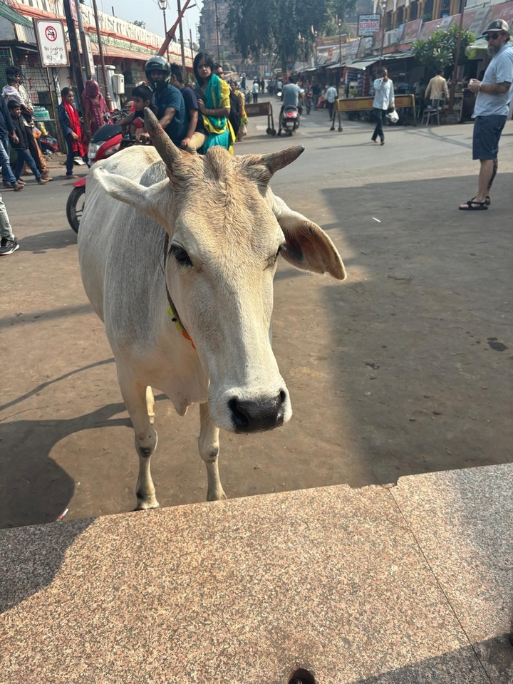 Gros plan d'une vache debout dans un marché en plein air.