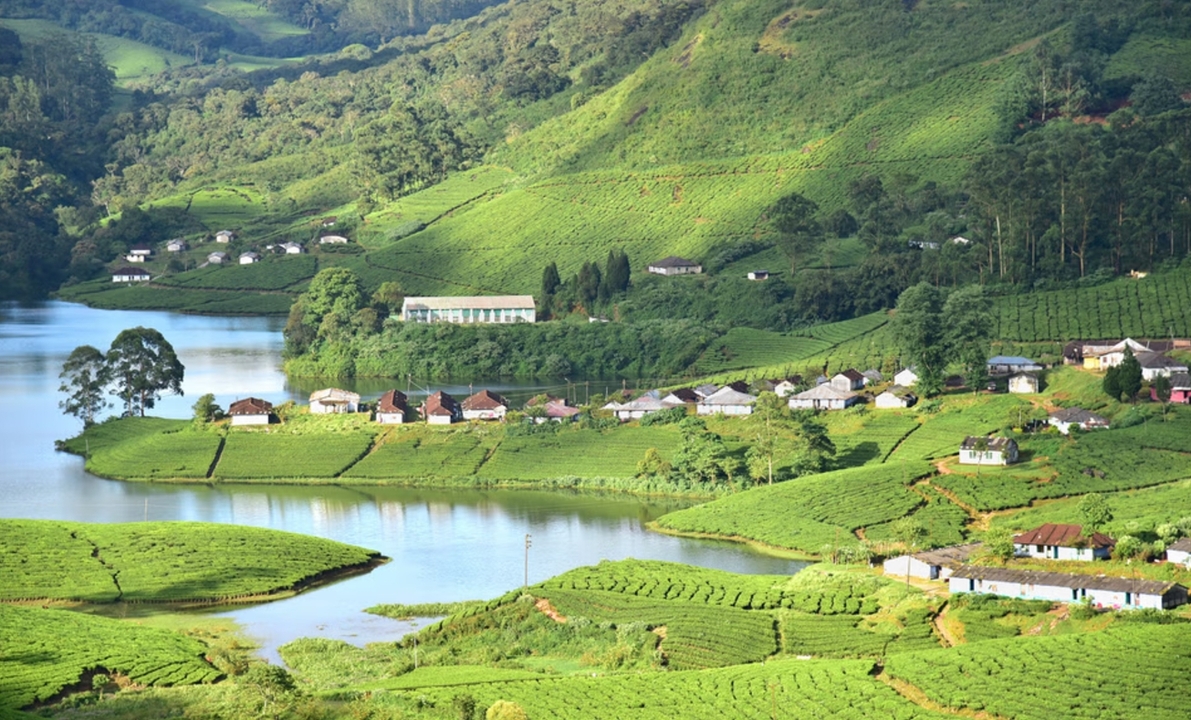 Plantations de thé vert luxuriantes et lac dans une région vallonnée.
