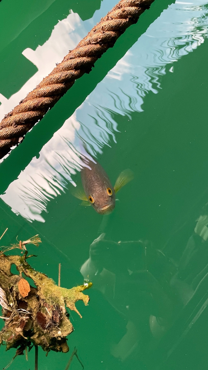 Gros plan d'un poisson regardant l'objectif dans une eau verte claire.