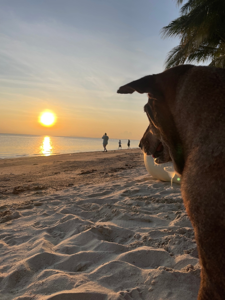 Chien regardant un coucher de soleil sur une plage avec des gens qui marchent au loin.