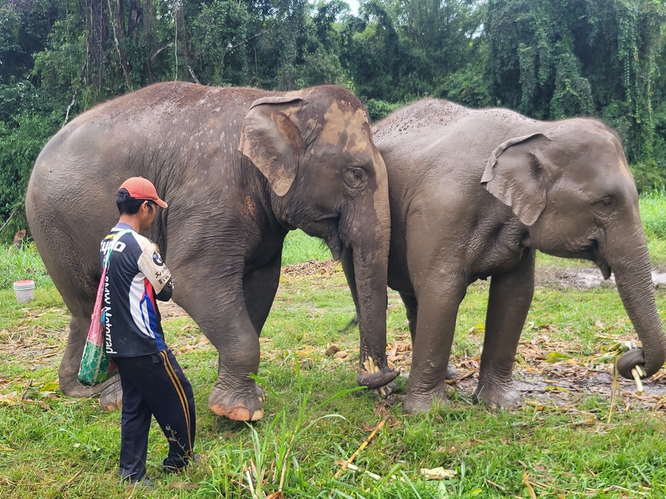 Two elephants with a person walking beside them.