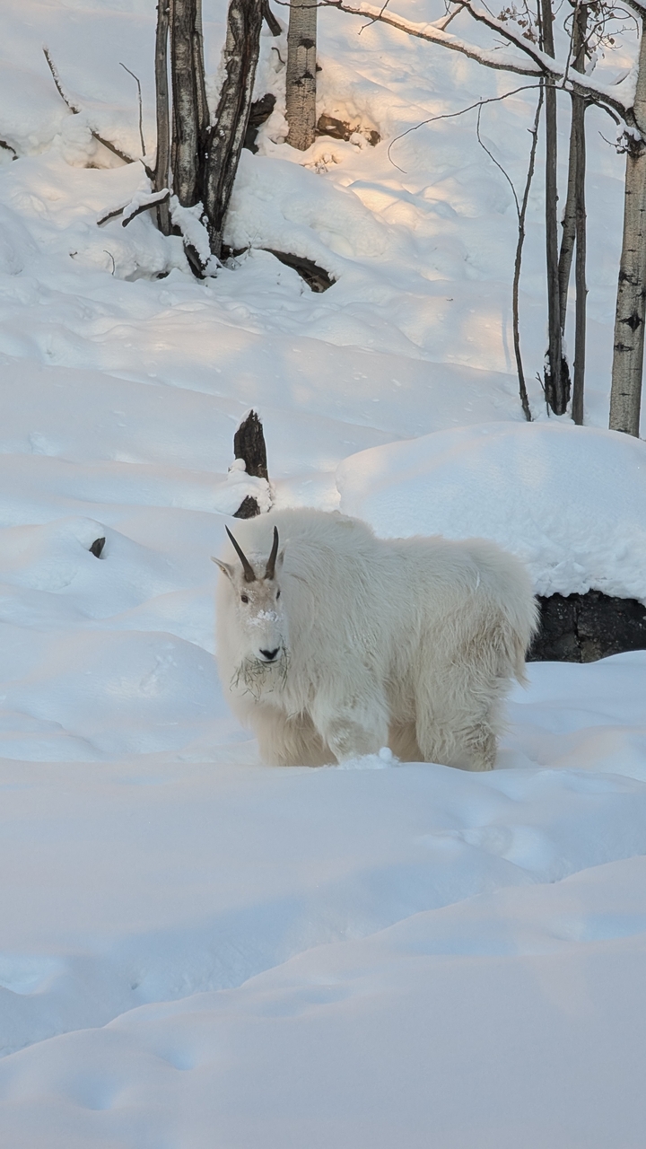 White mountain goat stands in deep snow with beard dusted in frost, looking toward camera.