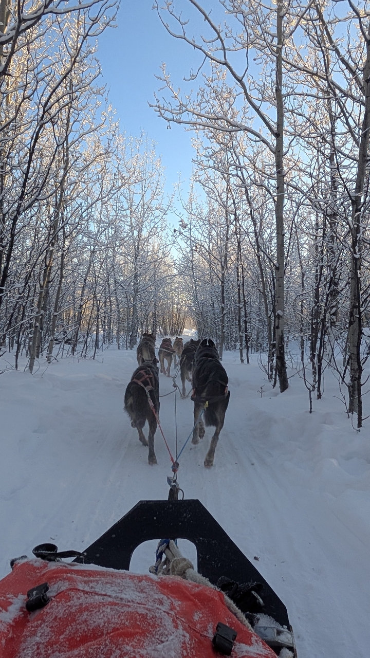 Dogs pulling sled through a narrow snow-laden forest trail with sparkling frost on branches.