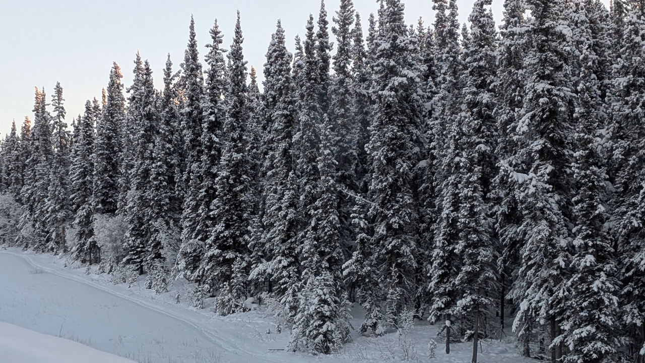 Dense evergreen forest coated in heavy snow beside a narrow winter trail.