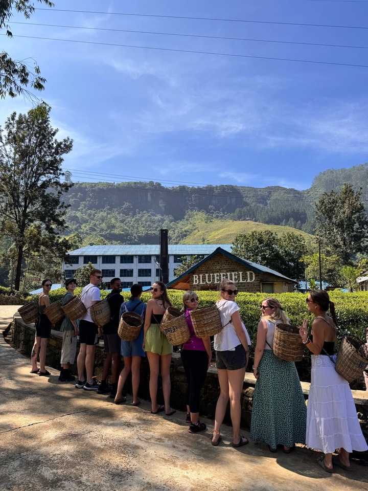 Un groupe de personnes portant des paniers dans une plantation de thé.