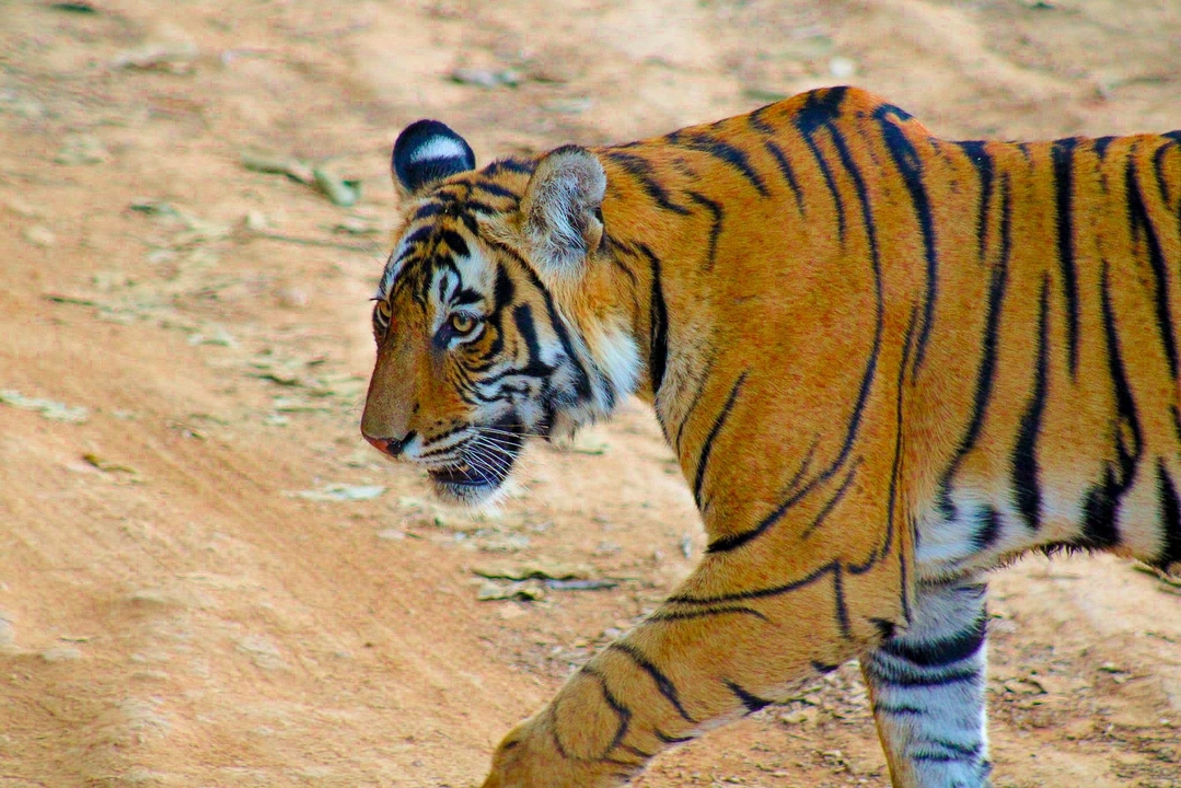 Gros plan d'un tigre marchant sur un chemin de terre