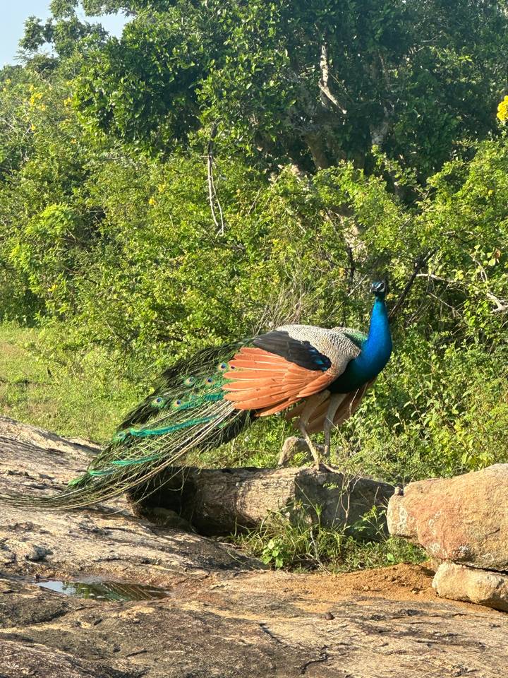 Paon vibrant déployant son plumage coloré dans un cadre naturel.