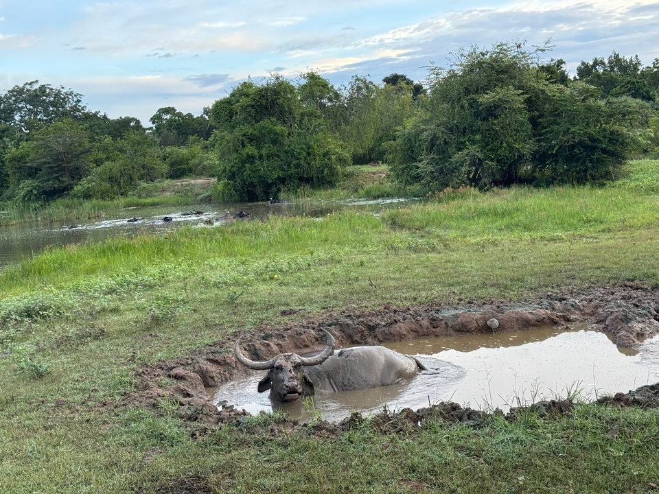 Buffle d'eau couché dans un point d'eau boueux dans une zone herbeuse.