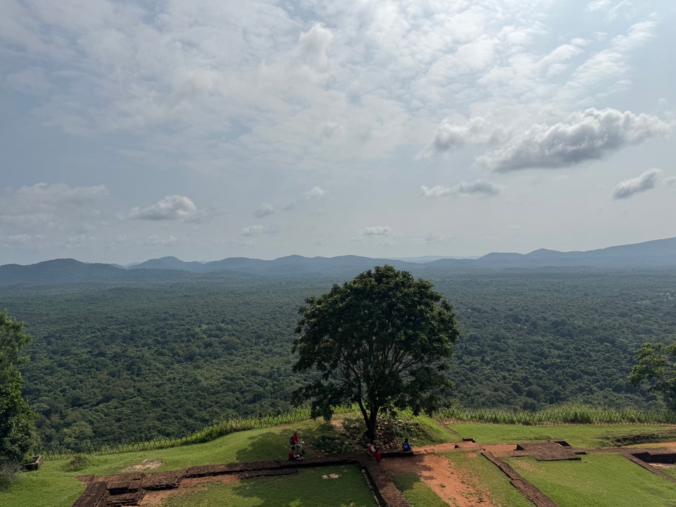 Vue étendue d'une forêt verdoyante et de collines.
