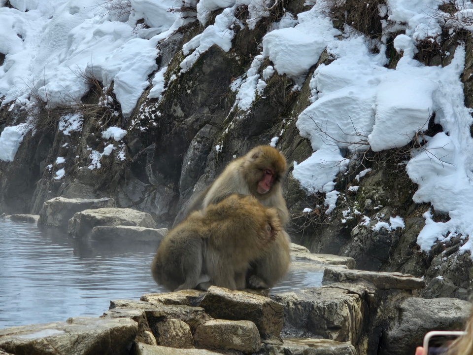 Deux macaques japonais assis près d'une source chaude dans la neige.
