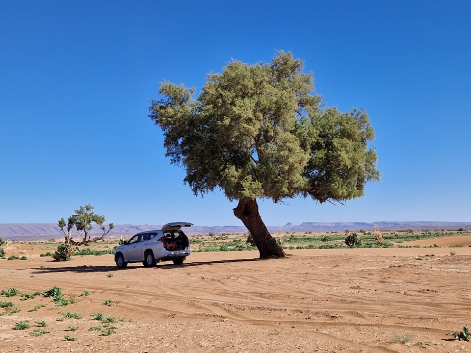Une voiture garée sous un grand arbre dans un environnement désertique.