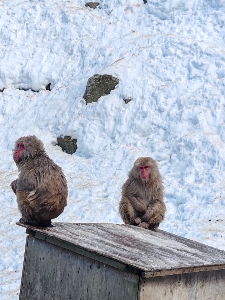 Deux singes des neiges assis dans un environnement enneigé.