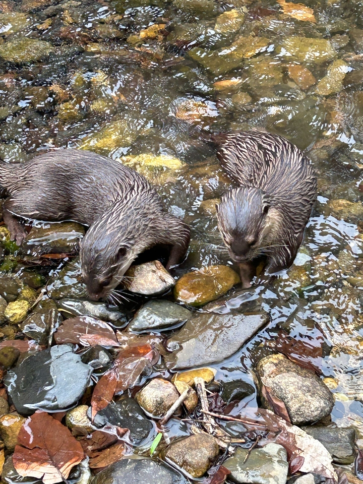 Deux loutres dans un ruisseau peu profond avec des rochers en arrière-plan.