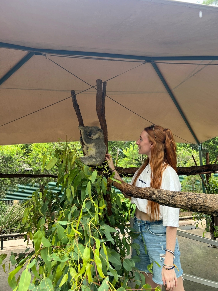 Personne interagissant avec un koala dans un enclos.