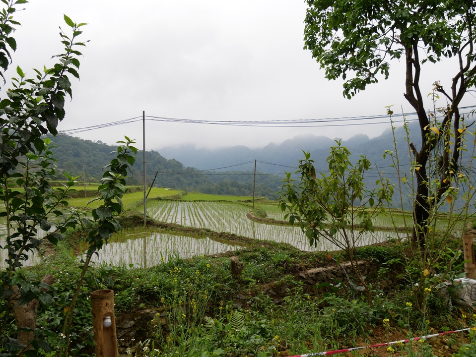 Vue panoramique de rizières en terrasses avec des montagnes en arrière-plan.