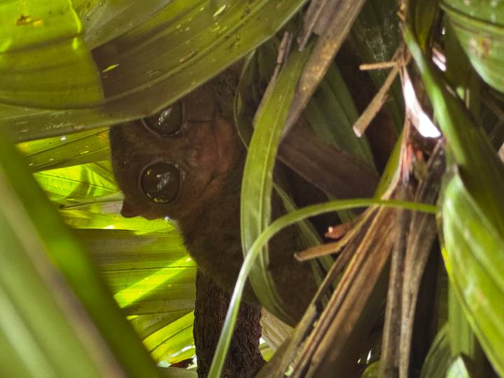 Gros plan d'un tarsier parmi les feuilles.