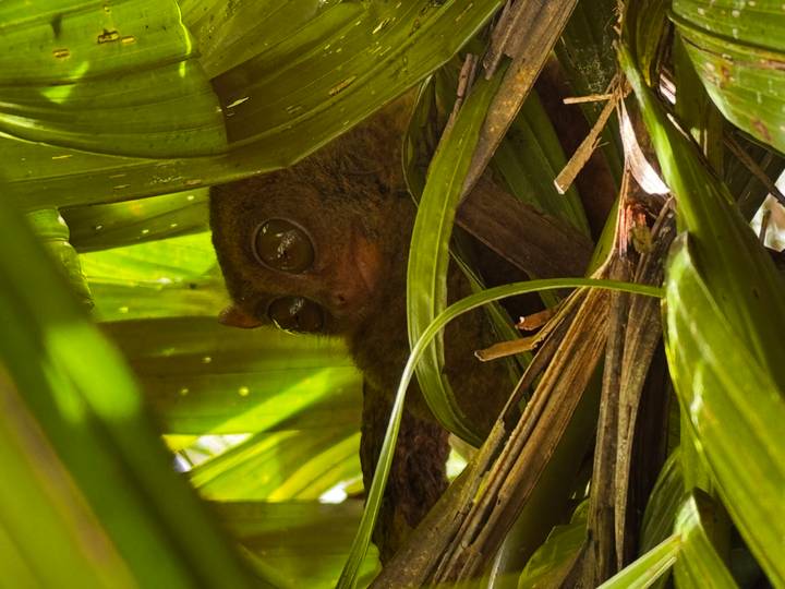 Tarsier qui regarde à travers les feuilles.