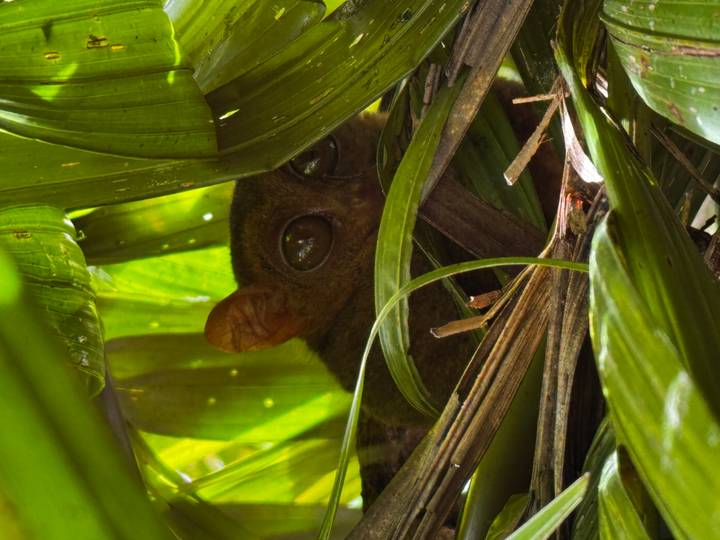 Tarsier regardant à travers la végétation.