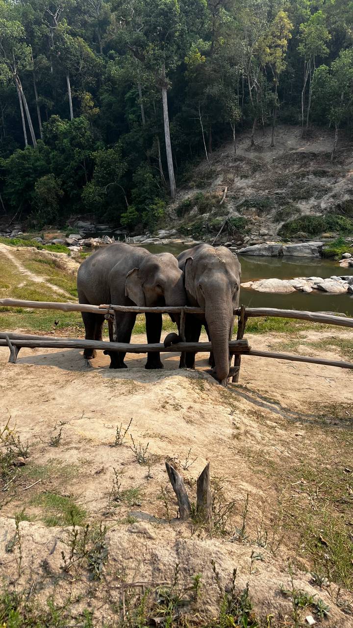 Deux éléphants se tenant debout à côté d'une clôture en bois près d'une rivière.