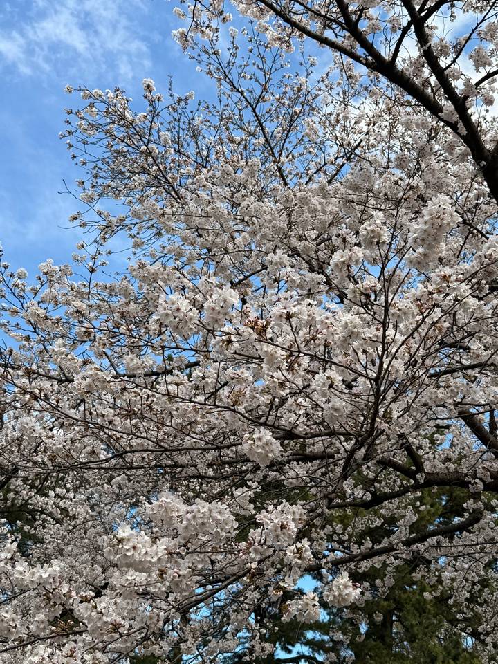 Gros plan de fleurs de cerisier sur fond de ciel.