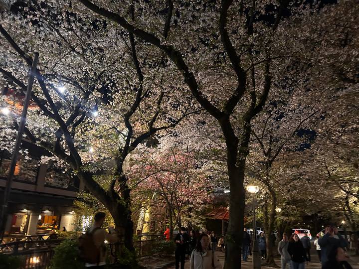 Cerisiers en fleurs illuminés la nuit.