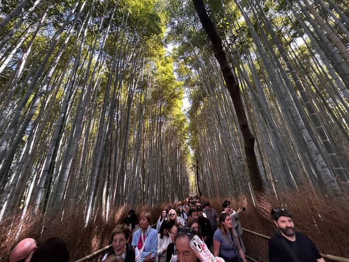 Des gens qui marchent dans une forêt de bambous.