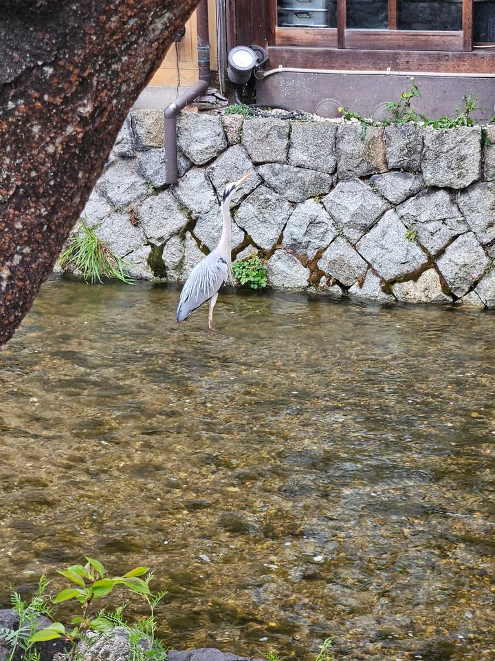 Un héron debout dans une rivière peu profonde.