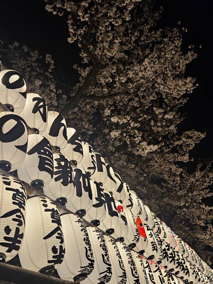 Lanternes avec du texte japonais sous les cerisiers en fleurs la nuit.