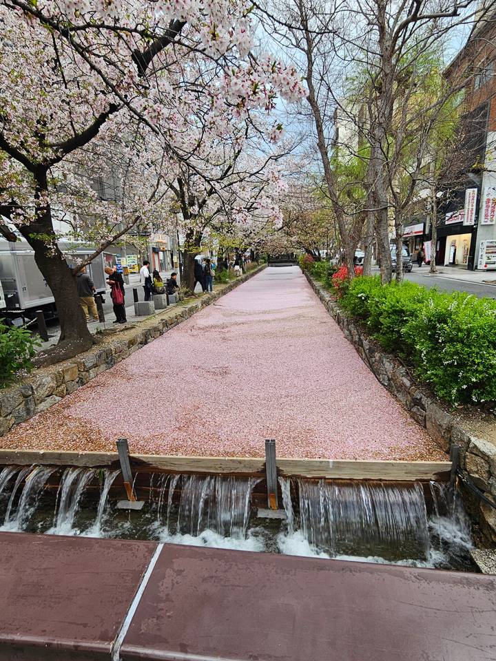 Un sentier couvert de fleurs de cerisier.