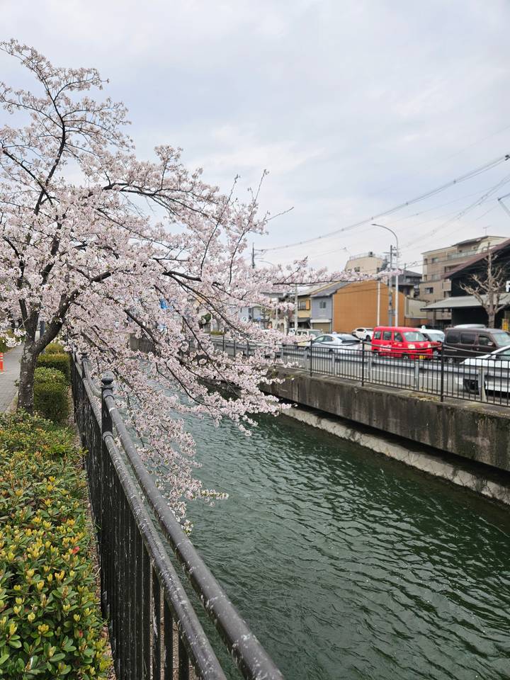 Cerisiers en fleurs au bord d'une rivière avec des voitures en arrière-plan.