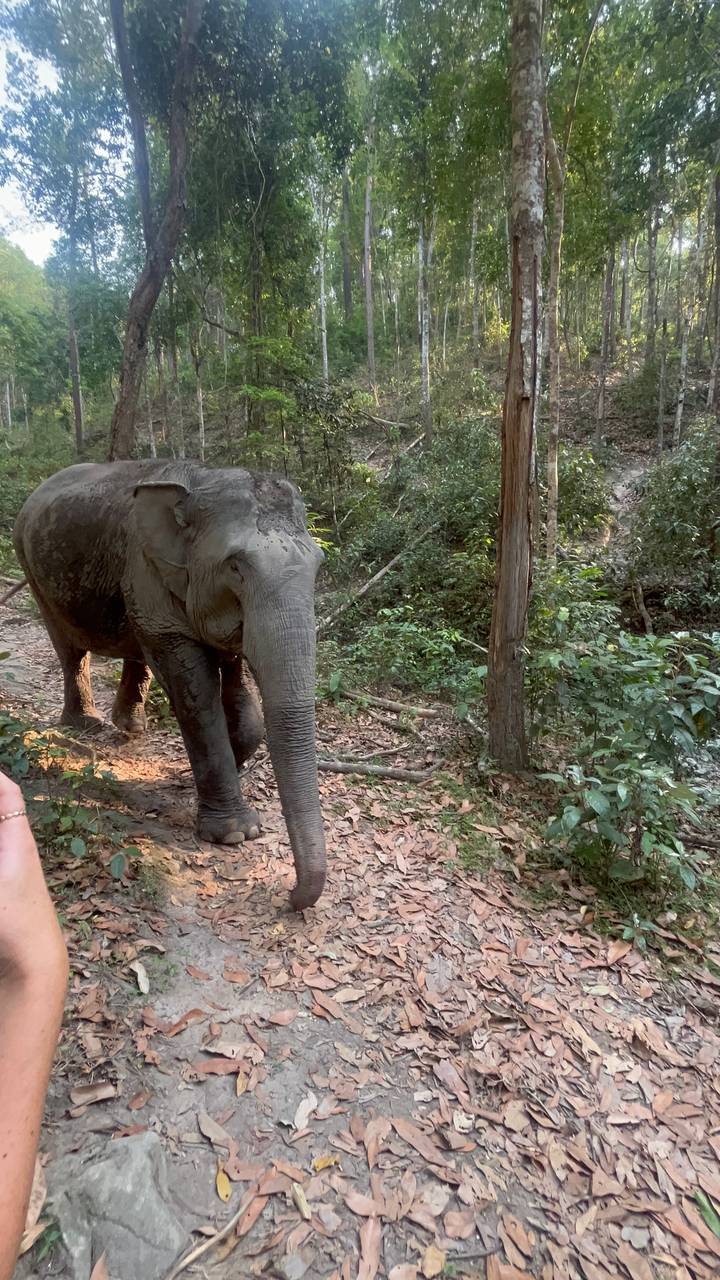 Éléphant marchant sur un sentier forestier.