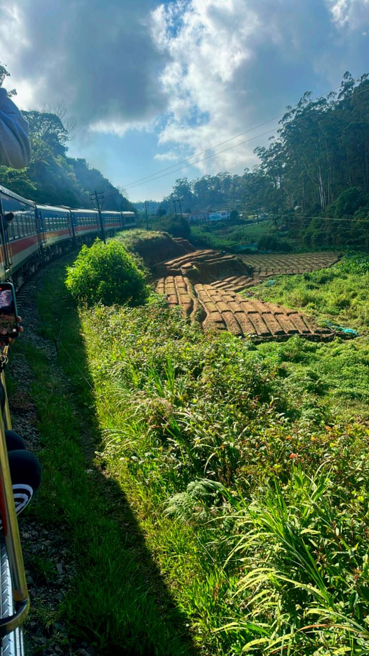 Vue d'un train traversant des champs luxuriants.