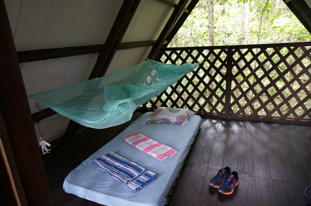 Hébergement simple avec lit et moustiquaire, entouré de forêt.