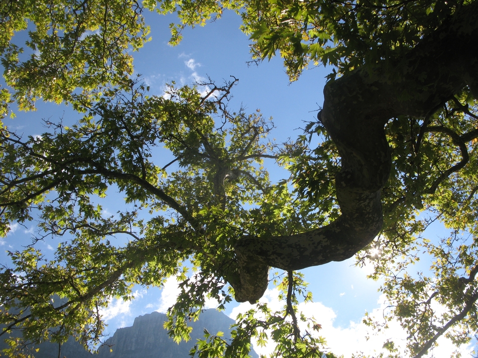 Vue vers le haut à travers les branches d'arbres vers le ciel bleu.