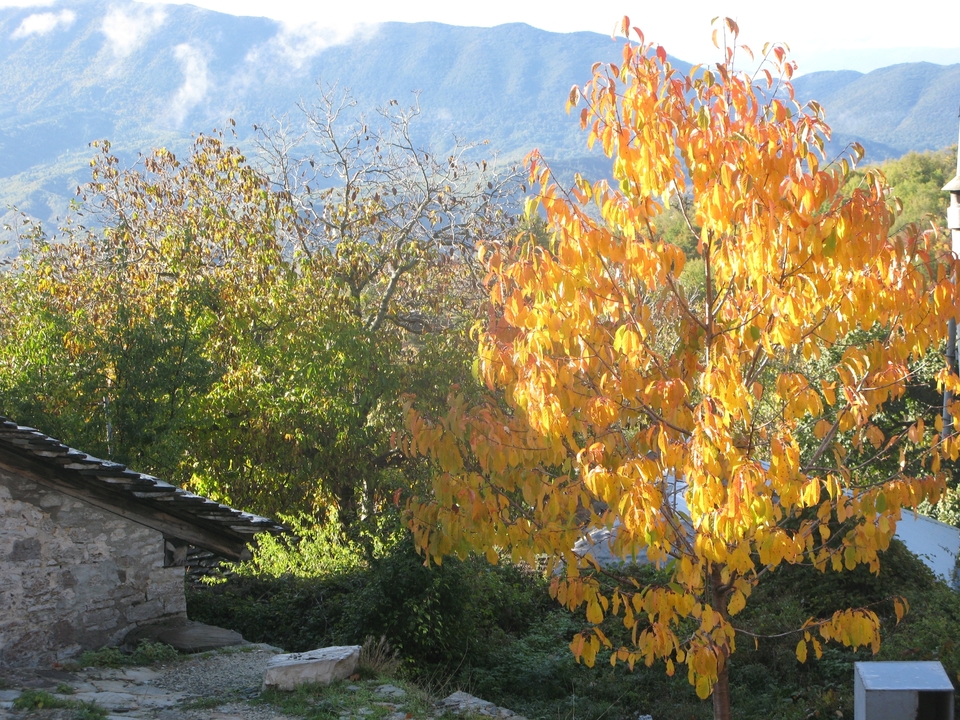 Arbres d'automne colorés dans un cadre montagneux.