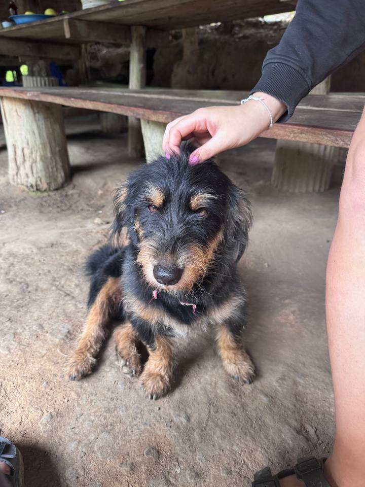 Chien noir et feu étant caressé, couché sur le sol.