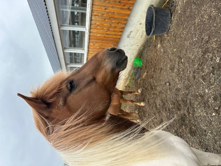 Gros plan d'un cheval dans une ferme avec une écurie en bois en arrière-plan.
