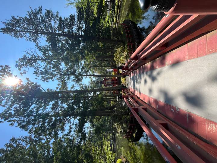 Un pont rouge serein menant à un sanctuaire parmi de grands arbres.