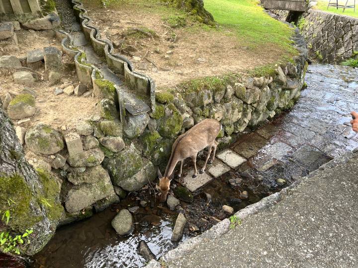 Un cerf buvant dans un ruisseau à côté d'anciens escaliers de pierre.