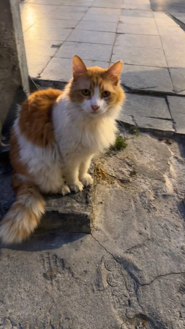 Chat duveteux assis sur une surface de pierre.